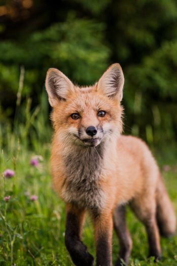 red fox, wildlife, mammal Wallpaper 640x960