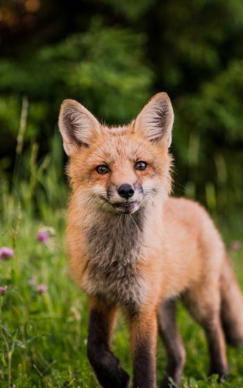 red fox, wildlife, mammal Wallpaper 1752x2800