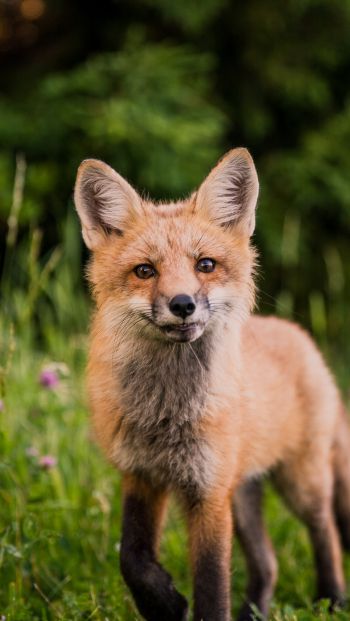 red fox, wildlife, mammal Wallpaper 640x1136