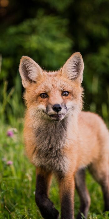 red fox, wildlife, mammal Wallpaper 720x1440