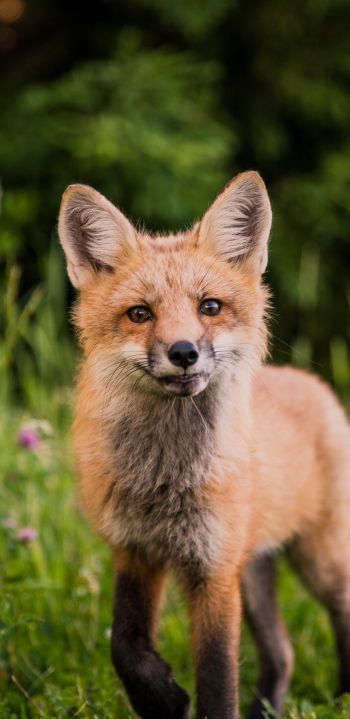 red fox, wildlife, mammal Wallpaper 1080x2220