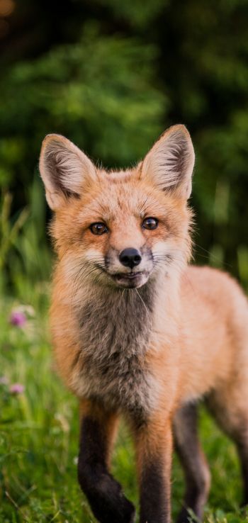 red fox, wildlife, mammal Wallpaper 1440x3040