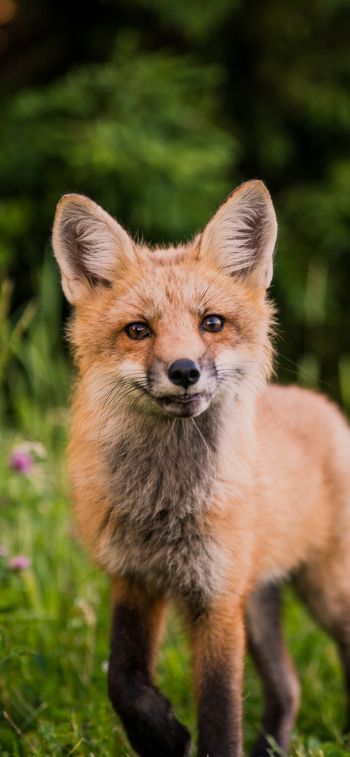red fox, wildlife, mammal Wallpaper 1284x2778