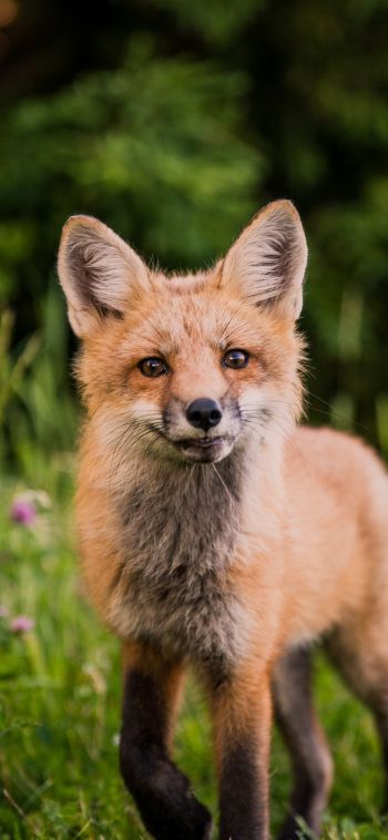 red fox, wildlife, mammal Wallpaper 1080x2340
