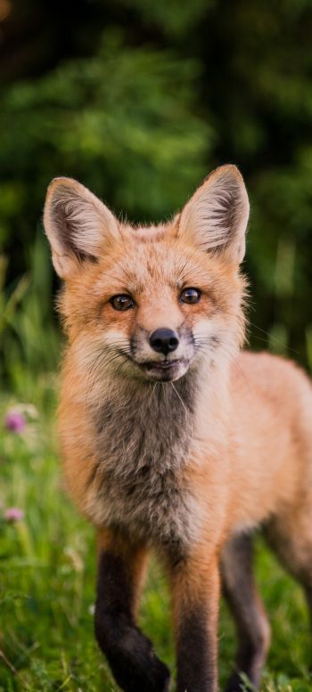 red fox, wildlife, mammal Wallpaper 1080x2400