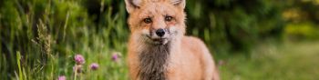 red fox, wildlife, mammal Wallpaper 1590x400