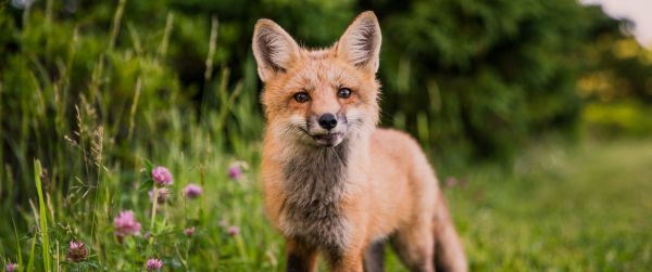 red fox, wildlife, mammal Wallpaper 3440x1440