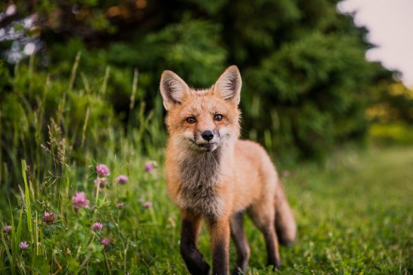 red fox, wildlife, mammal Wallpaper 5760x3840