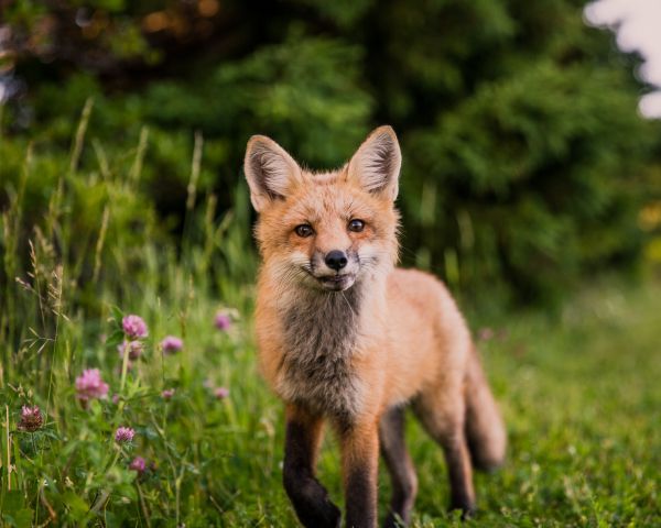 red fox, wildlife, mammal Wallpaper 1280x1024