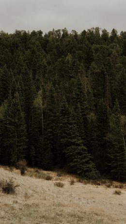 forest, trees Wallpaper 1440x2560