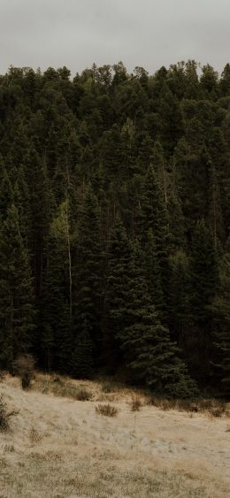 forest, trees Wallpaper 1080x2340
