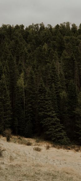 forest, trees Wallpaper 1440x3200