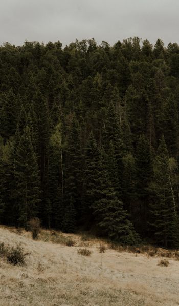 forest, trees Wallpaper 600x1024