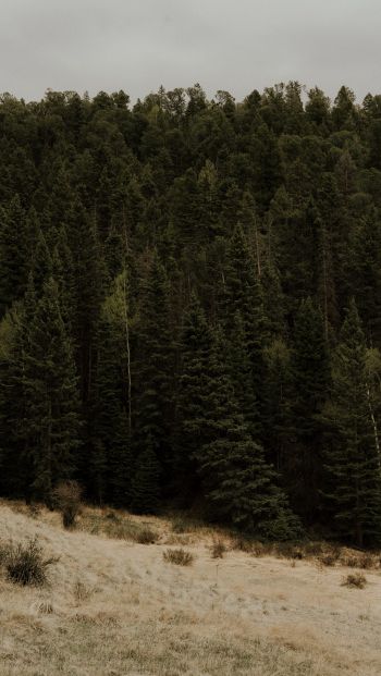 forest, trees Wallpaper 640x1136
