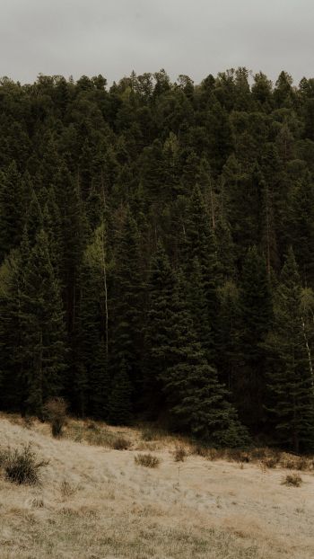 forest, trees Wallpaper 750x1334