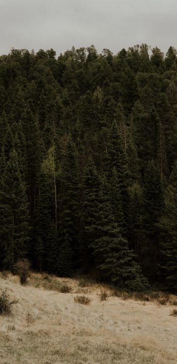 forest, trees Wallpaper 1080x2220