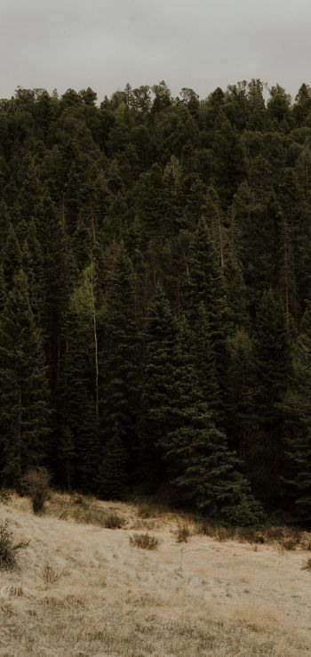 forest, trees Wallpaper 1080x2280