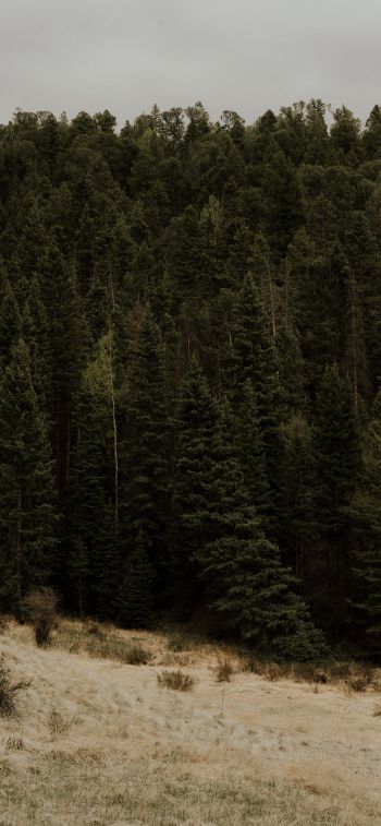 forest, trees Wallpaper 1125x2436