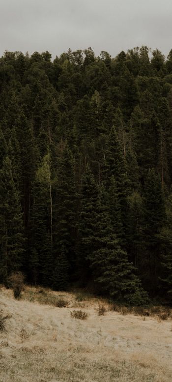 forest, trees Wallpaper 1080x2400