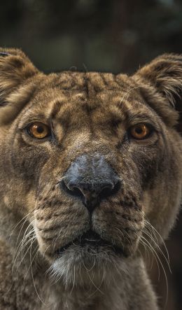 lioness, predator, wildlife Wallpaper 600x1024