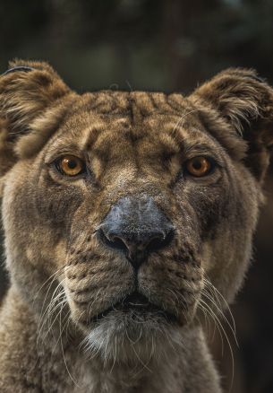 lioness, predator, wildlife Wallpaper 1640x2360