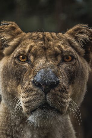 lioness, predator, wildlife Wallpaper 640x960