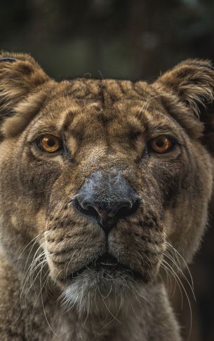 lioness, predator, wildlife Wallpaper 1752x2800