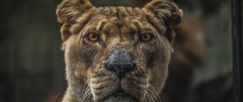 lioness, predator, wildlife Wallpaper 2560x1080