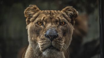 lioness, predator, wildlife Wallpaper 1600x900