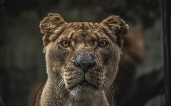 lioness, predator, wildlife Wallpaper 2560x1600