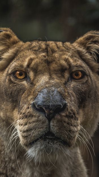 lioness, predator, wildlife Wallpaper 640x1136