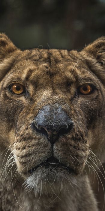 lioness, predator, wildlife Wallpaper 720x1440