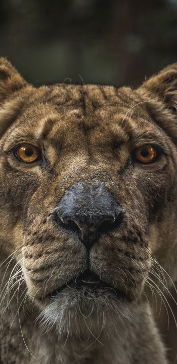 lioness, predator, wildlife Wallpaper 1440x2960