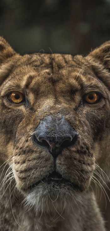 lioness, predator, wildlife Wallpaper 1080x2280