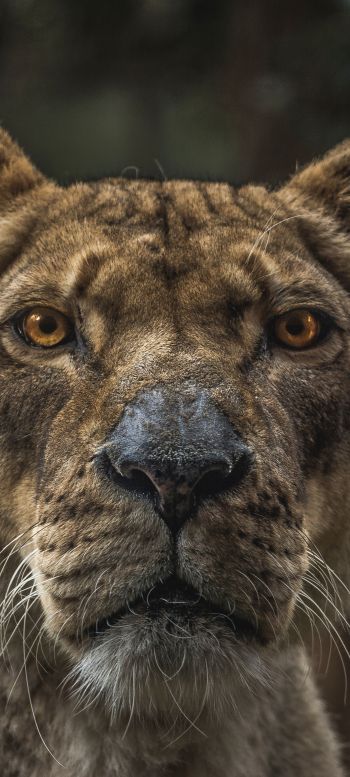 lioness, predator, wildlife Wallpaper 720x1600