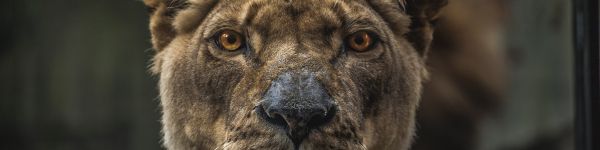 lioness, predator, wildlife Wallpaper 1590x400