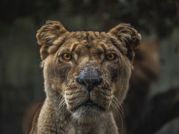 lioness, predator, wildlife Wallpaper 800x600
