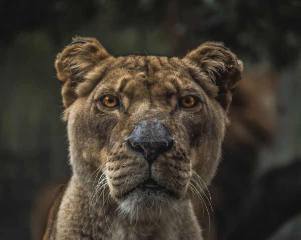 lioness, predator, wildlife Wallpaper 1280x1024