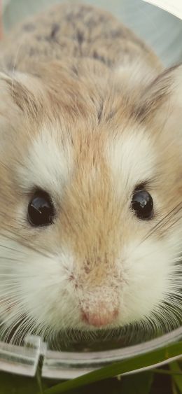 hamster, rodent, pet Wallpaper 1080x2340