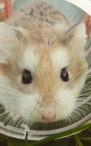hamster, rodent, pet Wallpaper 1752x2800