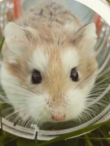 hamster, rodent, pet Wallpaper 1668x2224