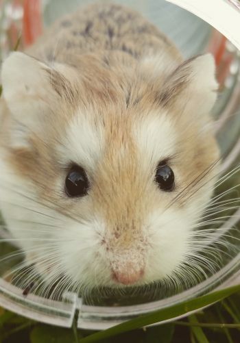 hamster, rodent, pet Wallpaper 1668x2388