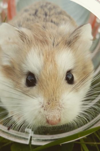 hamster, rodent, pet Wallpaper 640x960