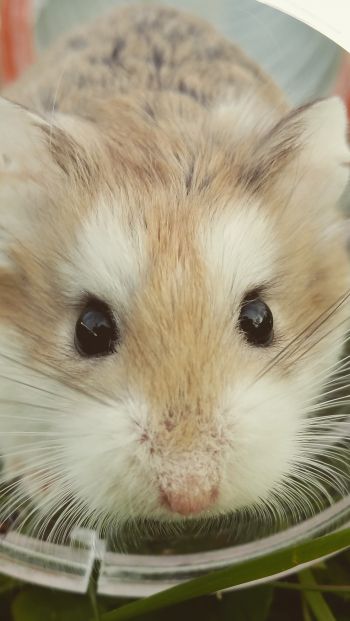 hamster, rodent, pet Wallpaper 640x1136