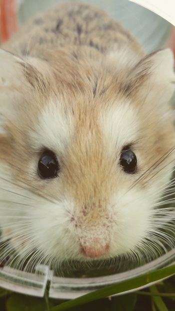 hamster, rodent, pet Wallpaper 750x1334