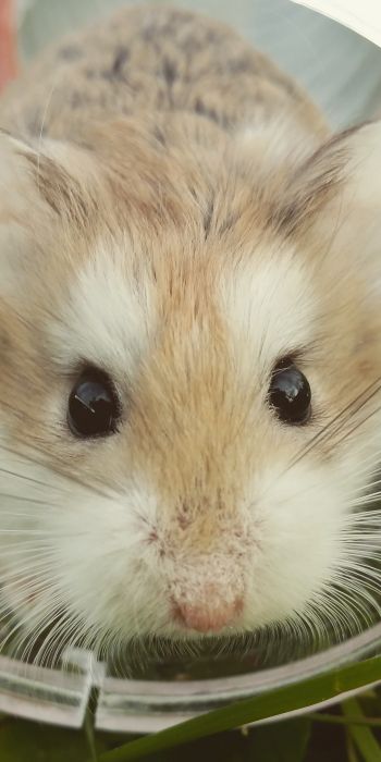 hamster, rodent, pet Wallpaper 720x1440