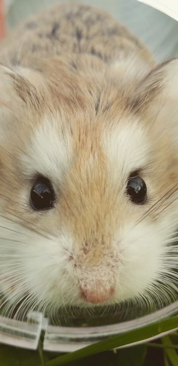 hamster, rodent, pet Wallpaper 1080x2220