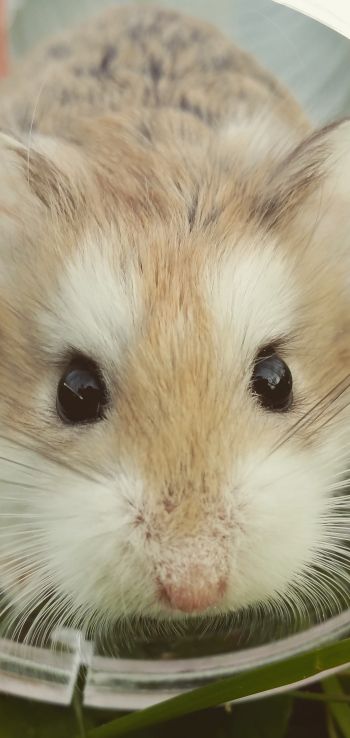 hamster, rodent, pet Wallpaper 720x1520
