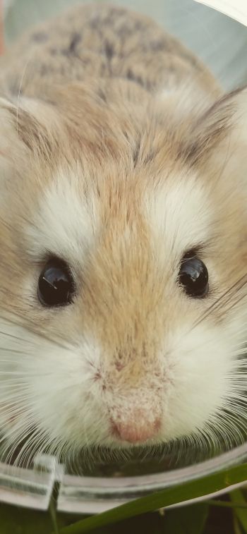 hamster, rodent, pet Wallpaper 1242x2688
