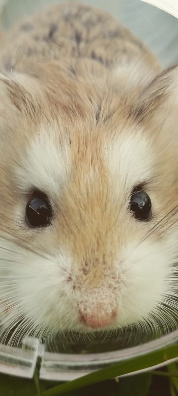 hamster, rodent, pet Wallpaper 1080x2400